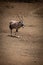 Gemsbok walks down slope across stony ground