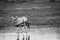 Gemsbok at a waterdam in black and white.