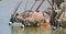 Gemsbok in waterhole, while drinking water at waterhole in Etosha National Park