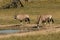 Gemsbok at waterhole in Kgalagadi Transfrontier Pa