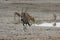 Gemsbok at Watering Hole in Etosha National Park, Namibia