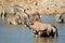 Gemsbok and zebra in water