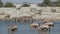 Gemsbok and zebras drinking water - Etosha National Park