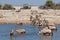 Gemsbok and zebras at waterhole