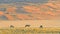 Gemsboks grazing at the Namibian desert