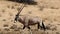 Gemsbuck walking in the Kalahari