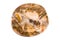 Gemstone on white background, fossil wood
