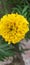 Genda flower beautiful medicinal use