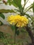 Genda flower or merigold plant and flower
