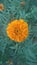 Genda flower yellow flower