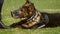 Gendarmerie dog during a training exercise