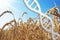 Gene editing, dna helix with wheat field