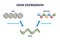 Gene expression with DNA transcription, mRNA and translation outline diagram