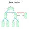 Gene transfer for example bacteria. Horizontal and Vertical evolution