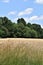The General Field in Summer, Town of Groton, Middlesex County, Massachusetts, United States