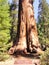 General Grant Sequoia Tree, Kings Canyon National Park