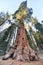 General Grant Sequoia Tree, Kings Canyon National Park
