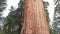 General Grant Sequoia Tree Tilt-up in Kings Canyon National Park