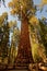 General Sherman Giant Sequoia in Sequoia National Park