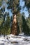The General Sherman Giant Sequoia Tree in Sequoia National Park
