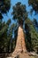 General Sherman Tree