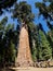 The General Sherman tree