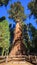 General Sherman Tree