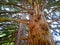 The General Sherman Tree, the world`s largest living tree, Sequoia, redwood tree