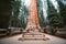 General Sherman Tree, the world`s largest tree by volume, Sequoia National Park, California, USA