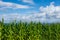 General shot of a corn field, a sunny summer morning, with the sea and a blue sky with white clouds, horizontal, in Cantabria