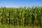 General shot of corn plantation with blue sky in the background