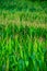 General shot of green corn plants, in summer, with unfocused background, in Cantabria