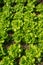 General shot of green lettuce in home garden in Cantabria, Spain