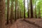 General shot of a path inside a redwood forest, in the afternoon, in Cantabria, Spain