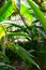 General shot of tropical vegetation inside a vertical greenhouse, Madrid,