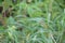 General vegetation of fauna. Close up of pattern of some kind of weed which is waving by the wind