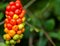 General view of cuckoo pint berries