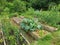 general view of organic vegetable garden. Spring crops in raised wooden beds. sowing seeds