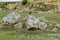 General view toward sedimentary boulder in the field