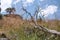 General view of a very old and already dried up pine laying on the ground with blue sky and white clouds in the background.