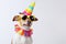 Generate AI. Cute dog at a birthday party wearing party hat and glasses. Happy Birthday party concept. Funny cute dog collie weari