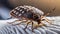 Generated imageBedbug Close up of Cimex hemipterus - bed bug on bed background , generated by AI