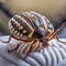 Generated imageBedbug Close up of Cimex hemipterus - bed bug on bed background , generated by AI