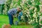 Generation. Senior man with grandson gardening in garden. Portrait of grandfather and grandson while working in flowers