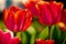 Generative AI art with A beautiful tulip flowers. Blooming Splendor. The Enchanting World of Tulips. Generative AI