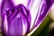 Generative AI art with A beautiful tulip flowers. Blooming Splendor. The Enchanting World of Tulips. Generative AI