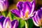 Generative AI art with A beautiful tulip flowers. Blooming Splendor. The Enchanting World of Tulips. Generative AI