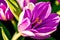 Generative AI art with A beautiful tulip flowers. Blooming Splendor. The Enchanting World of Tulips. Generative AI