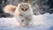 Generative AI. A beautiful cat running outside in the snow