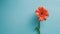 Generative AI Beautiful coral gerbera flowers on blue background top view Floral minimalist composition in flat la